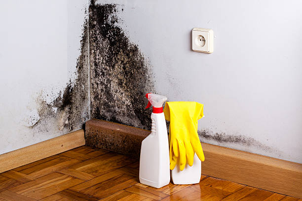 Best Real Estate Mold Inspection  in Cadillac, MI